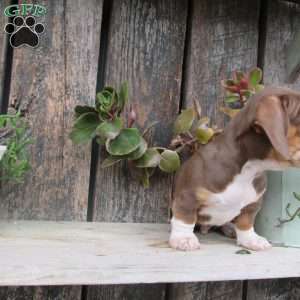 Jasper, Dachshund Puppy